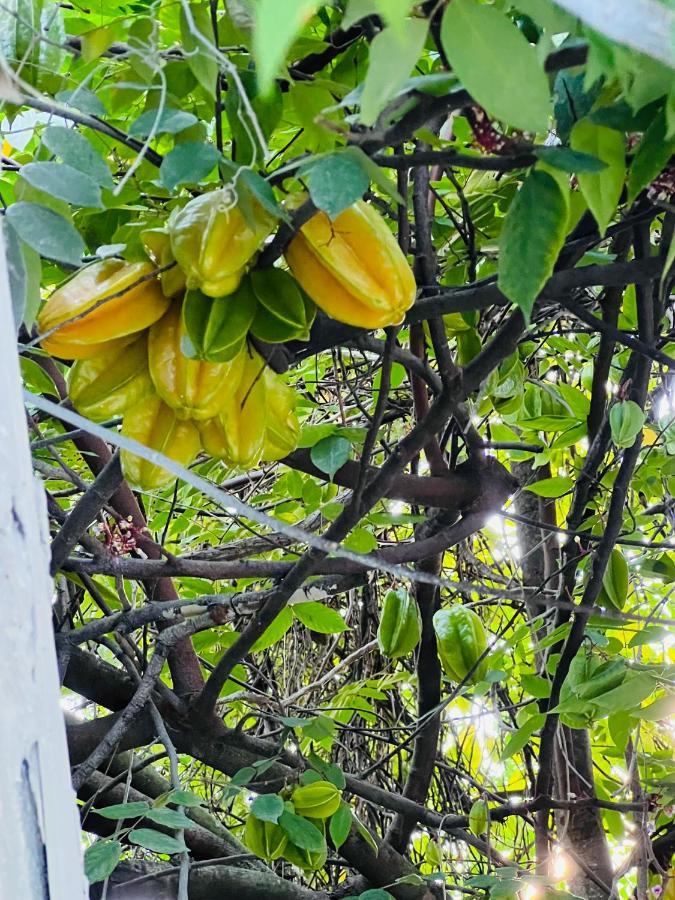 3Bdrm Fruit Tree Home Near Downtown Орландо Экстерьер фото