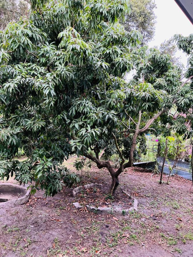 3Bdrm Fruit Tree Home Near Downtown Орландо Экстерьер фото